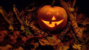 Dovleac de Halloween Vintage în Lan de Porumb.