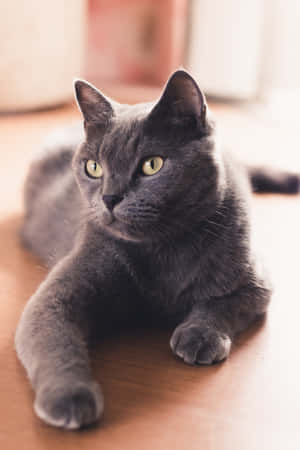 Imagini cu pisici Russian Blue — Xiaomi Pad 7S Pro 12.5 Fundal