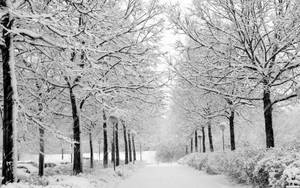Drum în parcul înzăpezit de iarnă — Rece Fundal