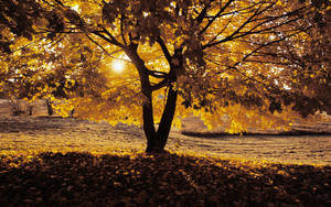 Autumn tree with yellow leaves on a bright sunny day during autumn season. — Toamnă Fundal