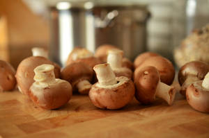 Estetică ciuperci champignon — Estetică ciuperci Fundal