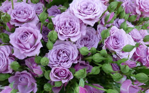 Estetică Liliac Trandafir — Estetică roz Fundal
