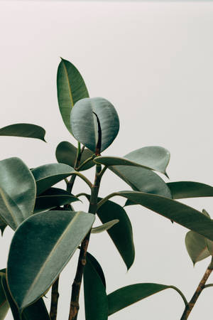 Estetică Plantă de Cauciuc de Interior — Estetică plantă Fundal