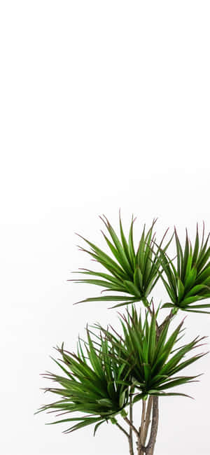 Estetică Plantă Verde — Redmi Note 15 Fundal