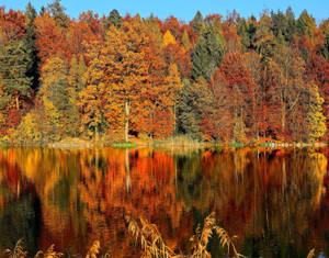 Fond de ecran estetică toamnă lac Horgenberg — Toamnă estetică Fundal