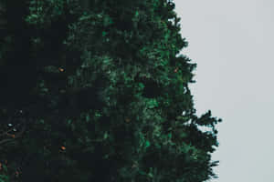 Imagini estetice verde închis — Estetică verde deschis Fundal