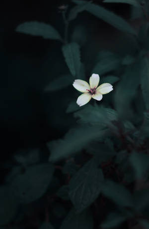 Wallpaper Estetică Verde Închis cu Floare Drăguță — Honor MagicPad4 Fundal