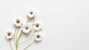 Imagini Aesthetic White — Alb aesthetic Fundal
