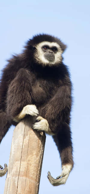 Fundal Iphone Xs Max Gibbon — Samsung Galaxy S20 Fundal