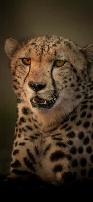Cheetah Iphone — Huawei nova Fundal