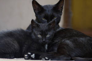 Tapet cu familie de pisici negre