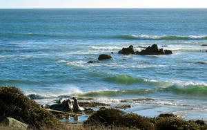 Fauna sălbatică din San Simeon — Ocean Fundal