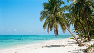 Plajă tropicală cu ocean cristalin și palmieri. imagine de fundal