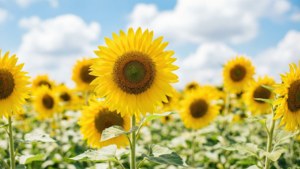 Un câmp luminos de floarea-soarelui sub cerul albastru, întruchipând estetica veselă a naturii de vară. — Estetică de vară Fundal