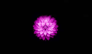 Fermecătoarea Înflorire a Florii de Lotus — Floral Fundal