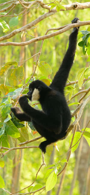 Fond iPhone Xs Max Gibbon — iPhone 11 Pro Max Fundal