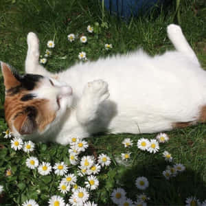 Imagini cu pisici estetice — Hello kitty estetic Fundal