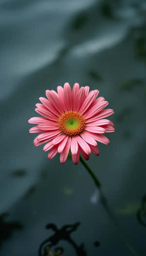 frumusețe,floral,floare,prospețime,floră,natural,primăvară,proaspăt,closeup,simplu,foto,plantă — Primăvară Fundal