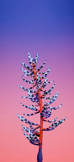 Floare Aechmea Apple — iPhone 17 Pro Fundal