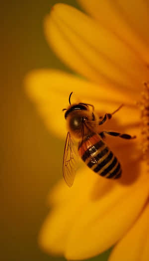 frumusețe, floral, floare, prospețime, floră, natural, primăvară, proaspăt, aproape, simplu, fotografie, plantă — Primăvară Fundal