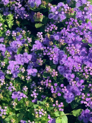 Floare Bluemink Floral Iphone — Floral iPhone Fundal