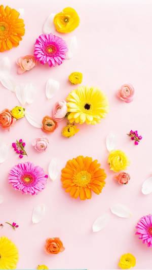 Floare Colorată Contrastantă pentru iPhone — Floral iPhone Fundal