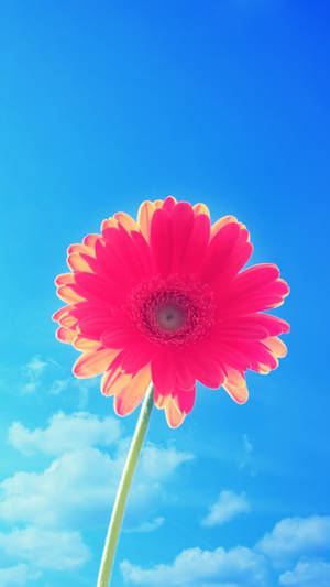 Floare cu petale roz iPhone — Floral iPhone Fundal