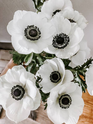Floare de Anemone în Plină Înflorire — 3:4 Fundal