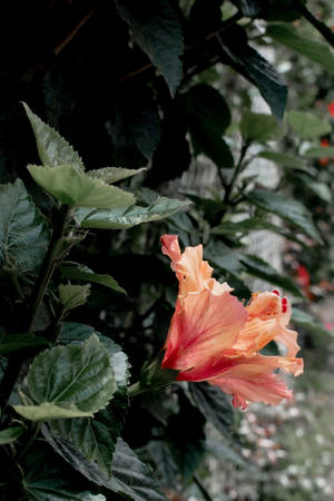 Floare de Hibiscus Estetică — Estetică plantă Fundal