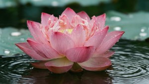 Fond de ecran macro floare de lotus în 1280x720, senin și detaliat.