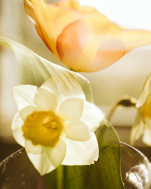 Floare de narcisă lângă floare portocalie – wallpaper — 4:5 Fundal
