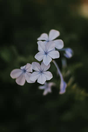 Floare de plumbago albastre telefon — Huawei MatePad 11.5 (2026) Fundal
