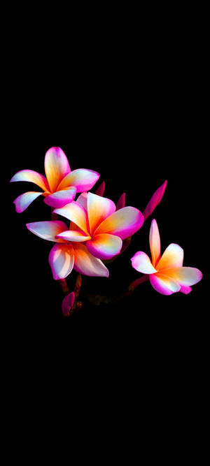 Floare de plumeria elegantă pentru telefon — iPhone X Fundal