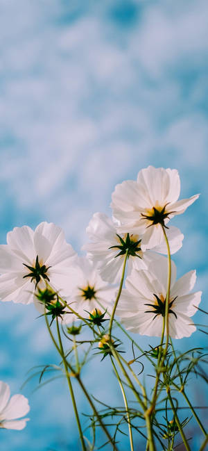 Wallpaper floare de primăvară iPhone 11 Pro Max — iPhone 11 Pro Max Fundal