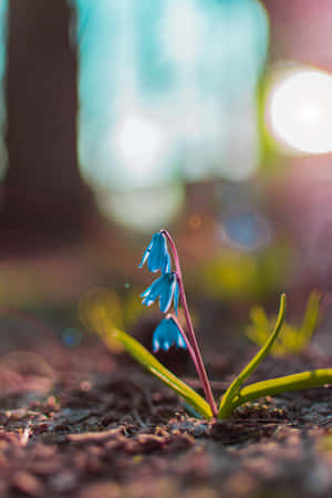 Floare de squill albastre telefon — Huawei MatePad 11.5 (2026) Fundal