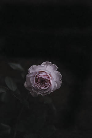 floare de trandafir — Floare de trandafir Fundal