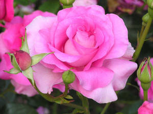 Toate fundalurile cu flori de trandafir — Floare de trandafir Fundal