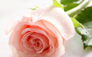 Wallpapers For > Tapete cu flori naturale de trandafir — Floare de trandafir Fundal