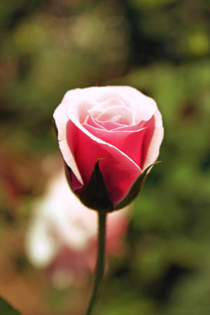 trandafir roz — Floare de trandafir Fundal