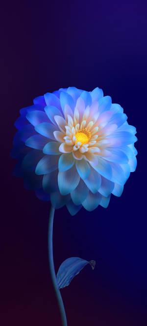 Floare Gradient Vivo Y11 — Samsung Galaxy S20 Fundal