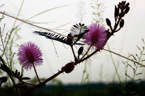 Floare Mimosa Sălbatică wallpaper — Amurg Fundal