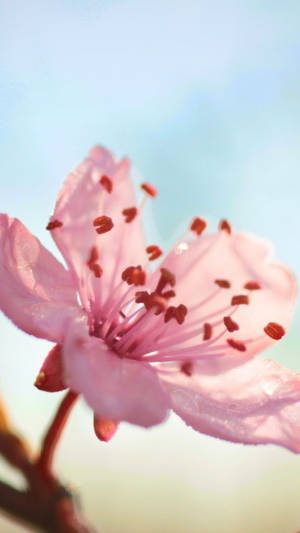 Floare Roz Delicat Iphone — Floare iPhone Fundal