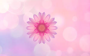 Floare Roz Huawei wallpaper — Huawei Fundal