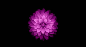 Floare Violet Macbook Air — MacBook Air Fundal
