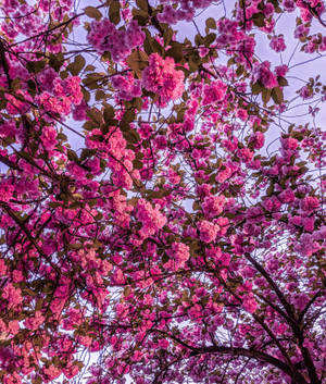 Floarea de cireș roz strălucitor wallpaper — Galaxy Z Fold 6 Fundal