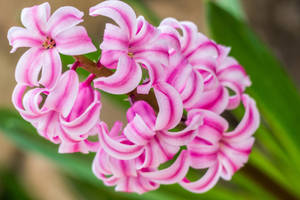 Floarea Hyacinth Miss Saigon Wallpaper — Cald Fundal