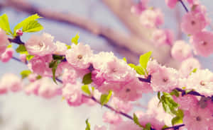 Fundal floral roz