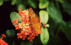 Fluture Gulf Fritillary portocaliu așezat pe flori portocalii de Geranium Jungla wallpaper.