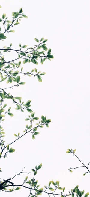 Fond iPhone X Minimal — iPhone 15 Fundal