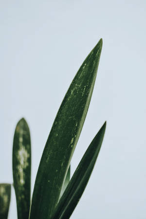 Fond verde minimalist — Estetică minimalistă Fundal